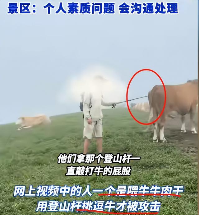 真相大白！男子遭牛群踩踏，不是因为挑逗，知情人透露 目标不是人