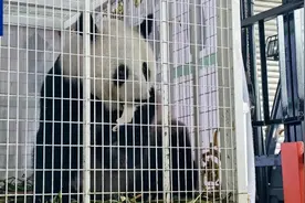 “福娃”“凤仪”，启程回国图片