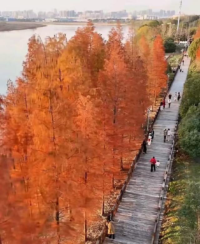 冬日里的红杉林