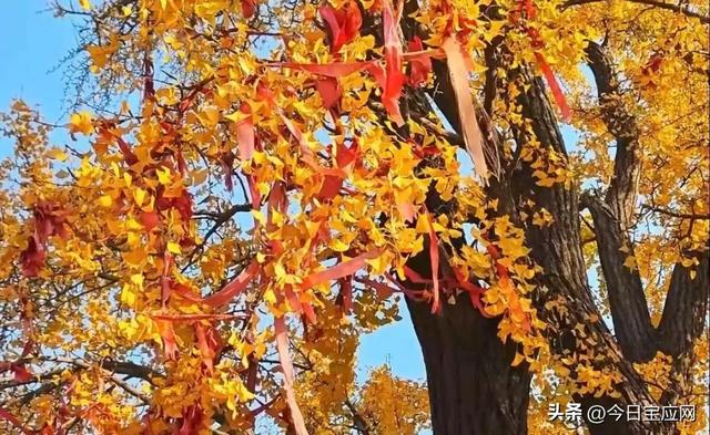宝应的银杏：一树秋黄、半城诗意