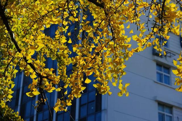 从“不扫”变“缓扫”，苏州用十五年守护秋日温暖！