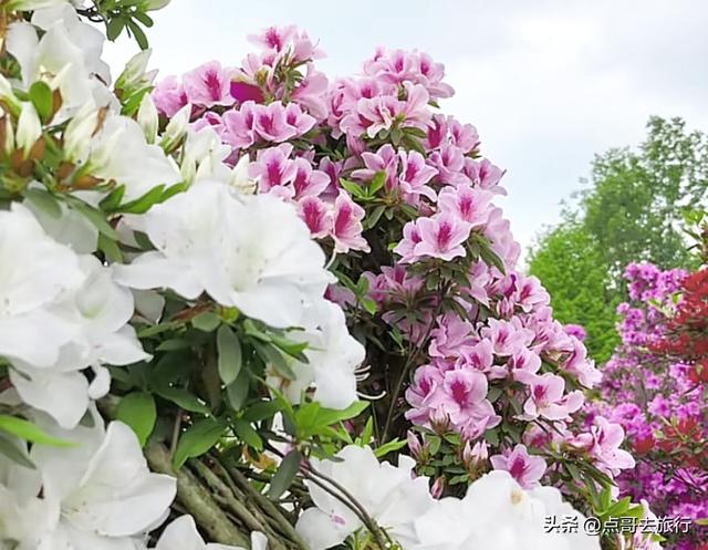 成都公园最大规模杜鹃花开了，200多亩花开成海，不要门票！