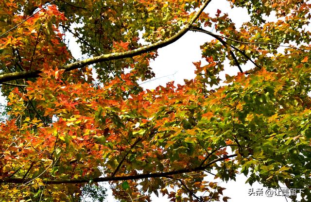 贵州贵阳乌当区的柿子和彩林，体验初冬之韵