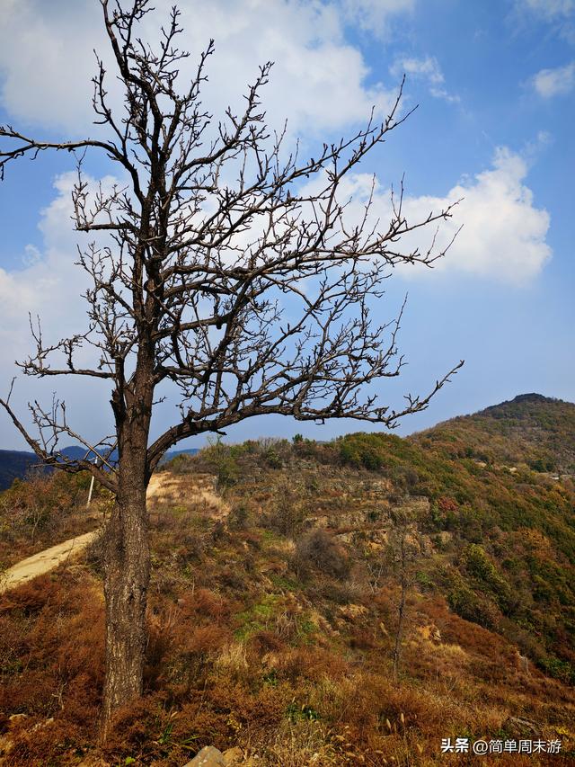 18）秋日巩义行：八公里赴一场银杏之约，大锅菜暖透半日闲
