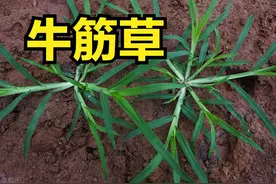 前列腺增生王牌药【牛筋草】，清热利尿，恢复尿动力图片