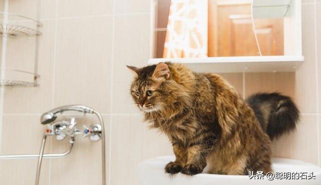 别再瞎给猫洗澡！破解 “洗澡恐惧症” 只需 5 步，新手也能会