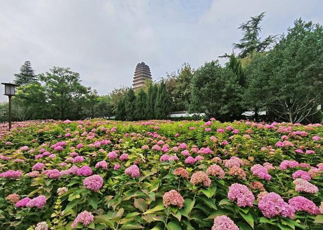 秋日来西安小雁塔赏绣球花
