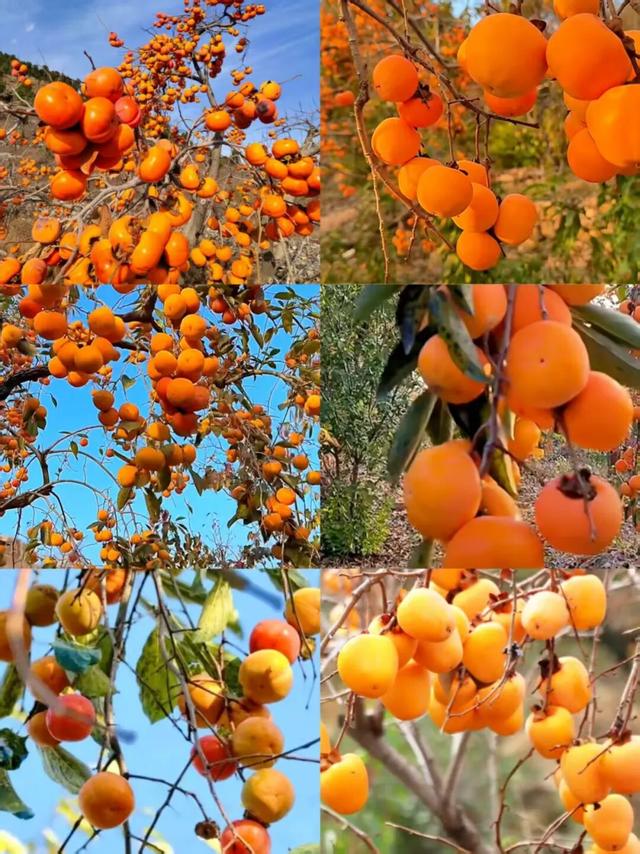 跟着色彩游临沂 | 柿子熟了・田园采摘之旅，承包你的秋日快乐