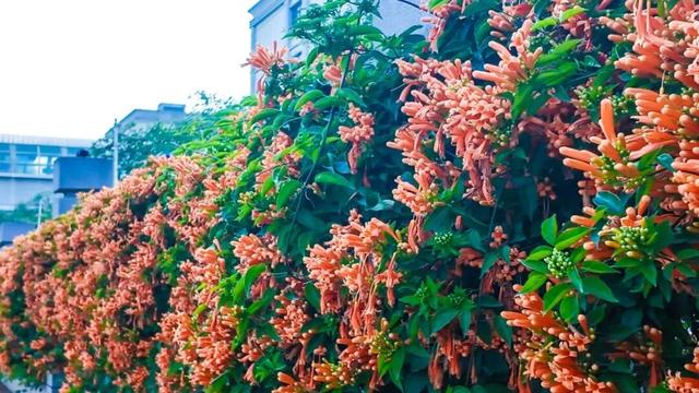 弥勒炮仗花瀑布，太出片了！多个打卡点→