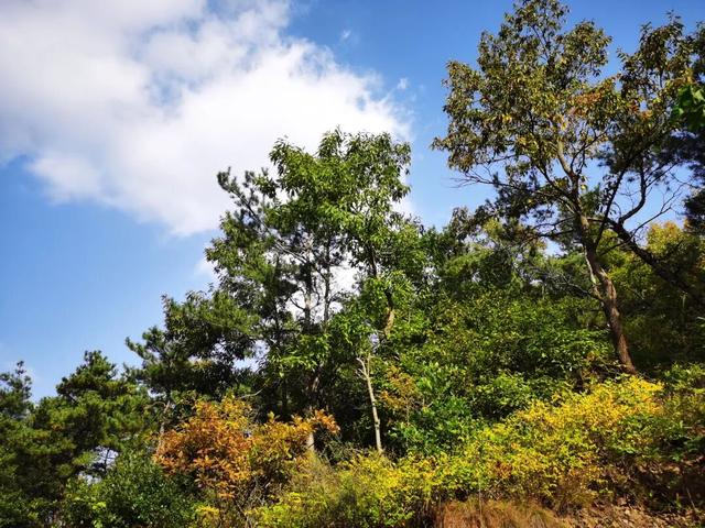 重阳节登高望远