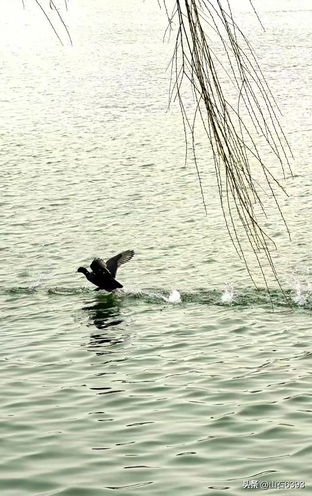 新华社原军事记者陶俊峰泉城美拍：《冬雾中的大明湖》