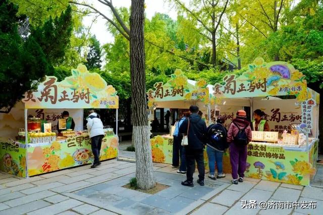 4米巨型大立菊见过吗？第46届趵突泉金秋菊展明天开幕！5大亮点抢先看→