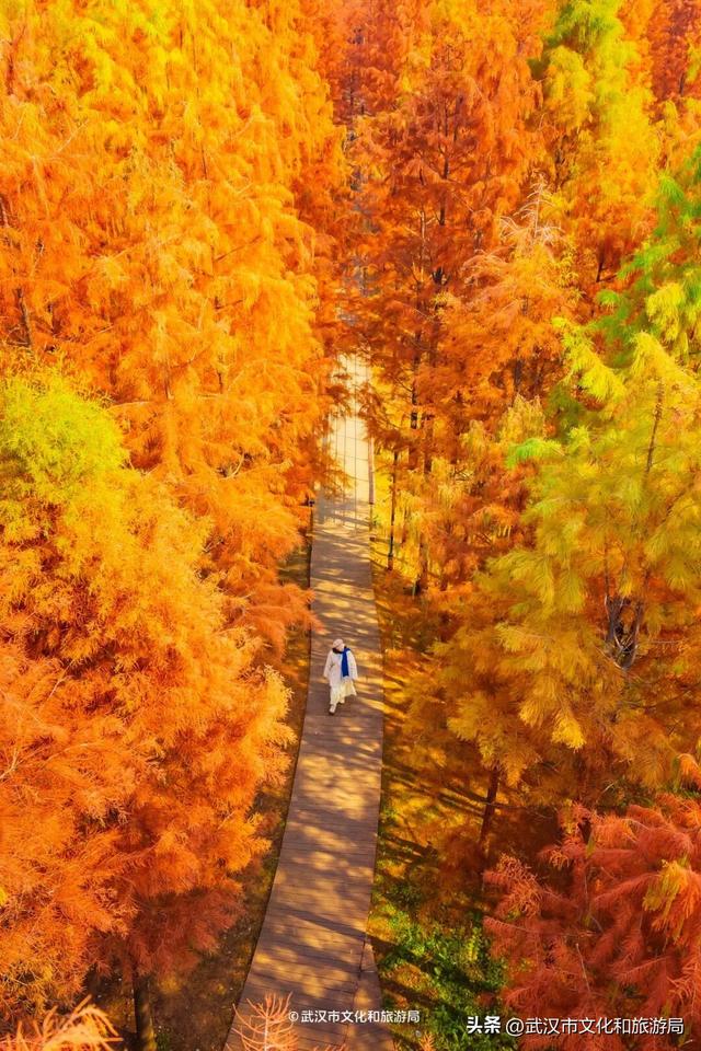 武汉这片杉树林，喀纳斯啊你！