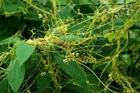 农场常见植物-菟丝子的种植和食用方法图片