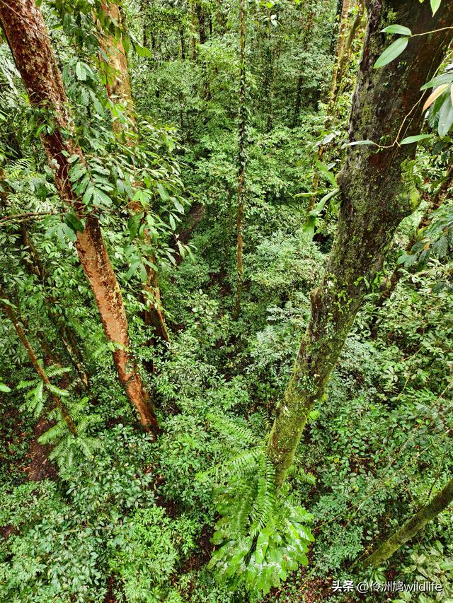 马来西亚(31)砂拉越州⑤姆鲁山canopy树冠高空漫游