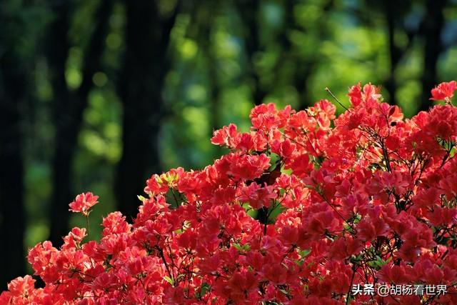 杜鹃——韶华易逝