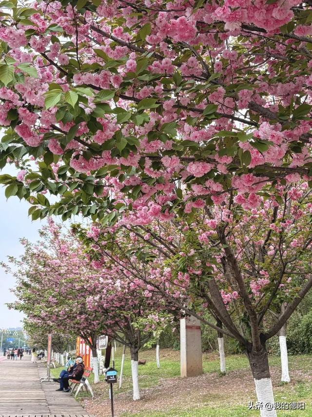 刷屏了!德阳这条“樱花大道”限时返场!路过的全都要刹一脚
