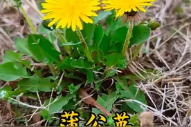 洪泽湖大堤盛产的野菜，你认识多少？吃过几种？图片