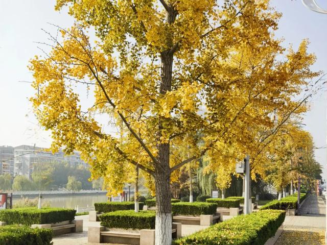 霜染银杏黄，涟水美翻天