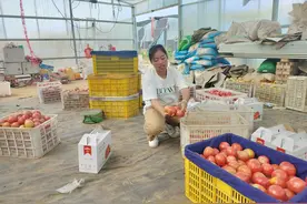 长治壶关石坡乡郭家陀村西红柿种植大棚基贾丽：返乡创业“新农人”逐梦乡村促振兴图片