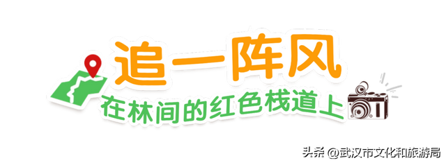 赶紧收藏！森林公园3大玩法新鲜出炉