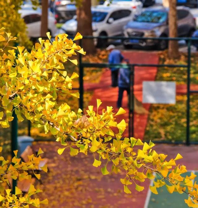 肥城秋冬的童话，收到了吗～满满诗意，满满爱！