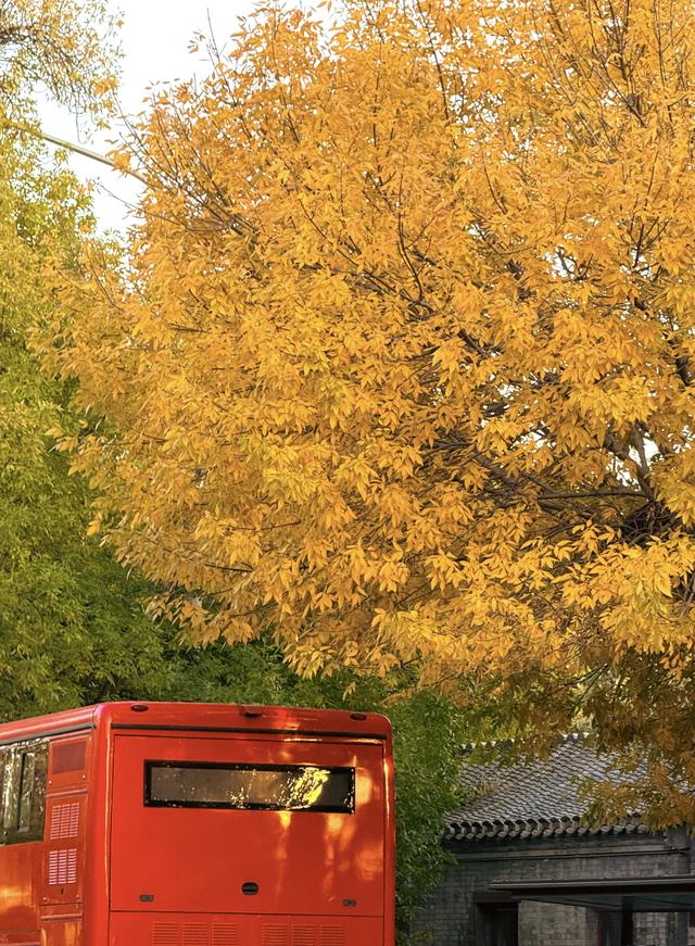 “北平之秋便是天堂” | 五四大街的金色浪漫！