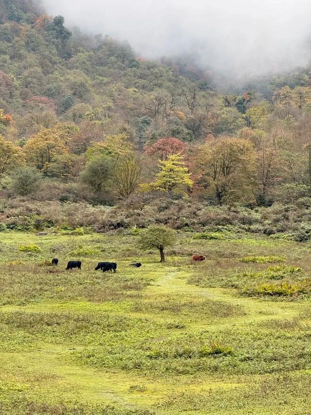 秋天还没过够？那就去乐山留住秋天！