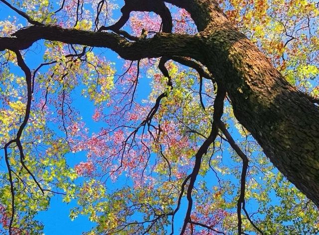 遇见，江小乌桕树