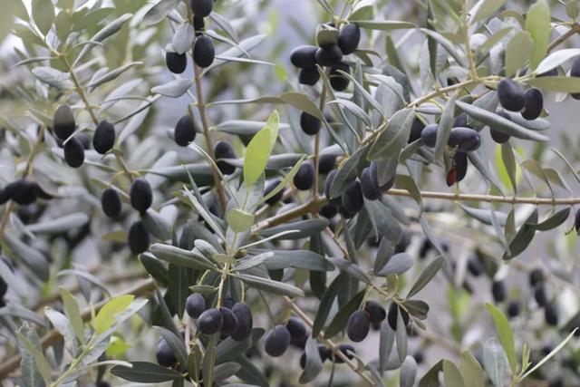 "咔嚓！"→文县