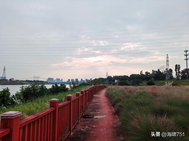 佛山三水芦苞花海生态公园