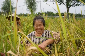一边割巨型稻 一边捕鱼捞虾 “天府粮仓”迎丰收图片