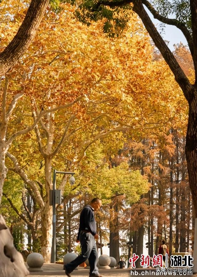 来汉阳解锁最有含金量的秋日玩法