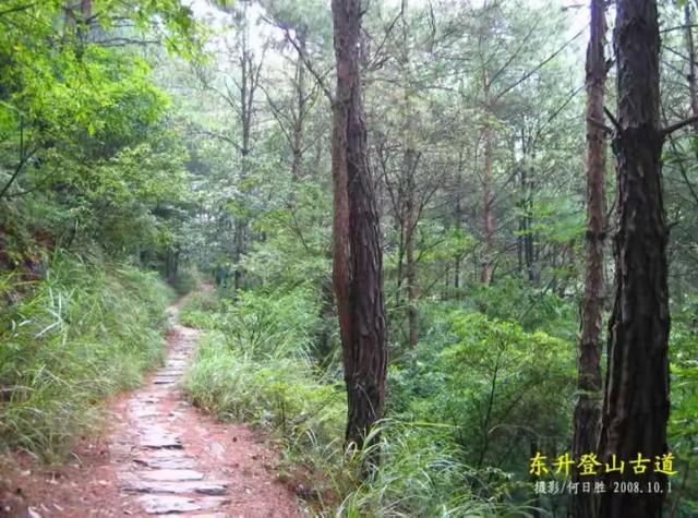 客天下与泮坑之间，登山古道旁一树多胎的诡异现象，期待专家解密