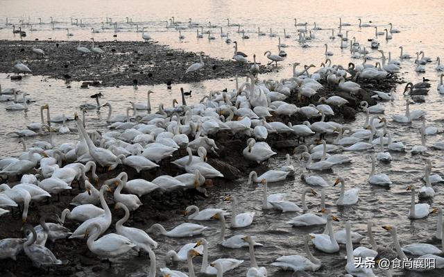 水与墨的交界：天鹅之城，三门峡六记