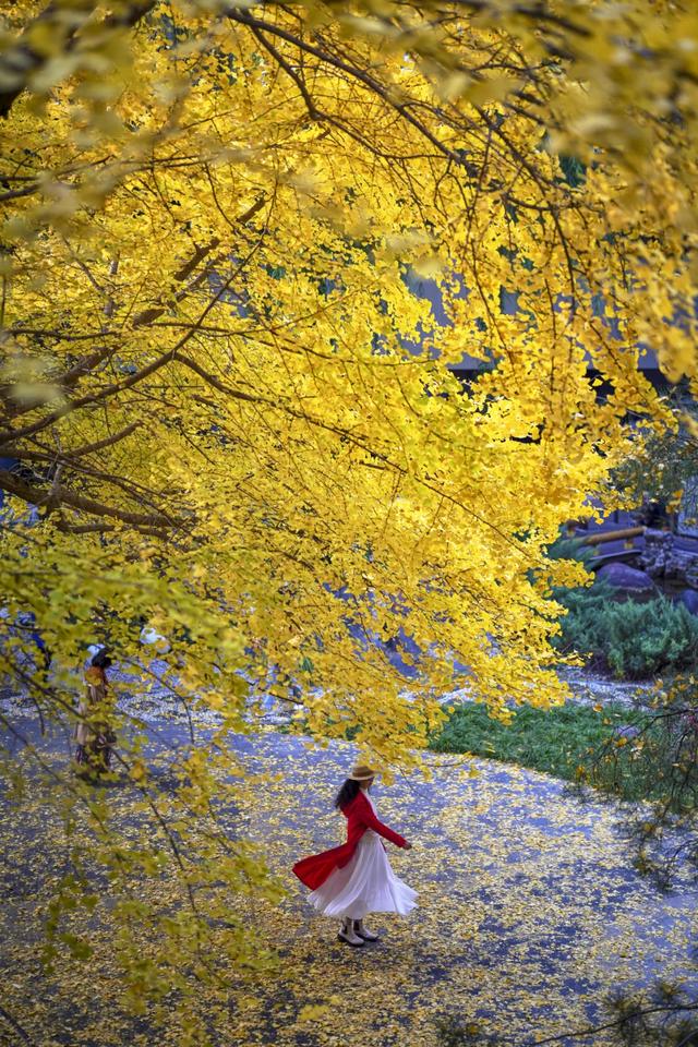 你会怀念这个秋天吗？