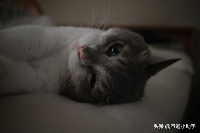 理光 GR IV 评测