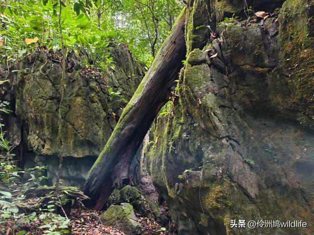 马来西亚(30)砂拉越州④姆鲁山徒步线路