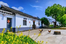 农村俗语:“荫树进家阳气断”，哪些树是“荫树”，为啥不能栽？图片