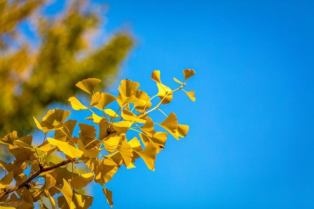 为游客撒落叶 给景区添温情