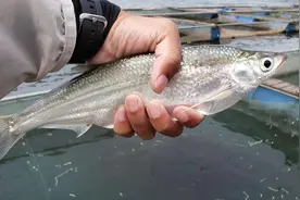 广西男子钓上“巨型”白条鱼，看着快1斤了，网友：这是白条鱼？图片