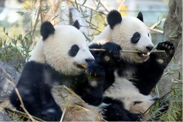 中日韩达成联合声明后，日本提新要求，索要中国国宝，日民众叹息