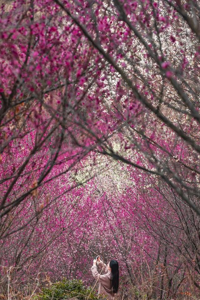 不用等春节！黄陂梅花开了，速来 !