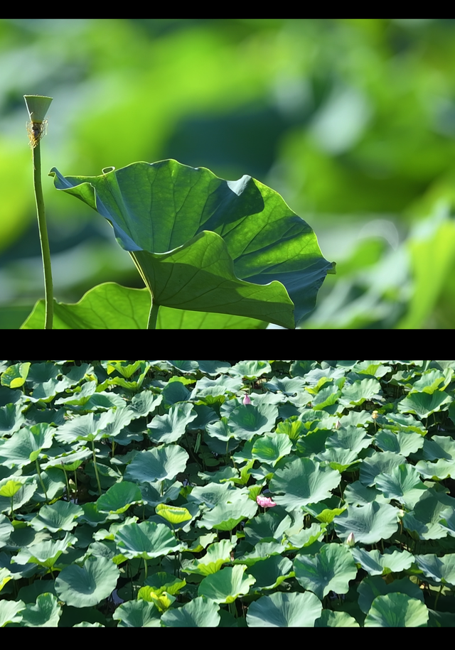 津南美景欣赏∣当微风吹过绿屏·八里湾，这里没有语言，只有森林的呼吸……