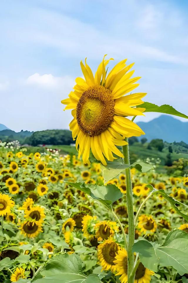 甘海斌:咏花诗词五首