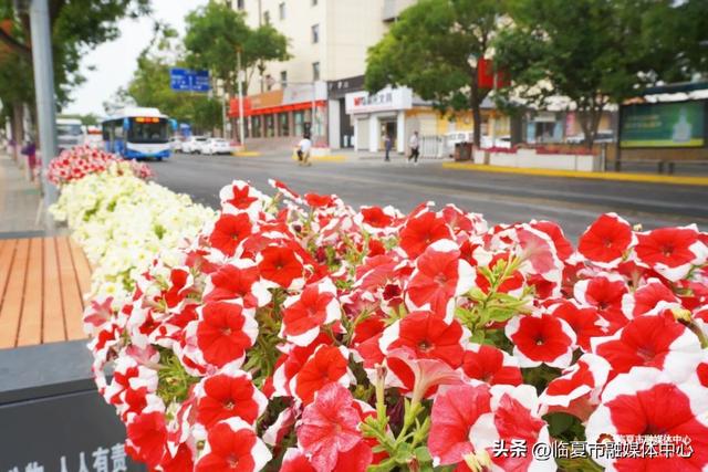 临夏市：一座把“浪漫”写进马路牙子的城市