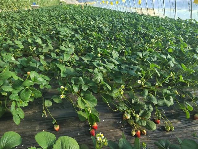 鞍山旅游市场切换至冬日模式