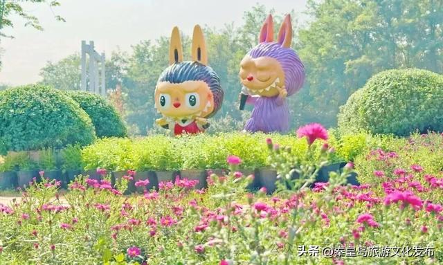 秦皇岛山海关金秋长城菊展开展在即,布展现场抢先看!