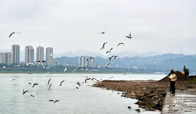 不用去云南了！在重庆就能“鸥”遇🤩