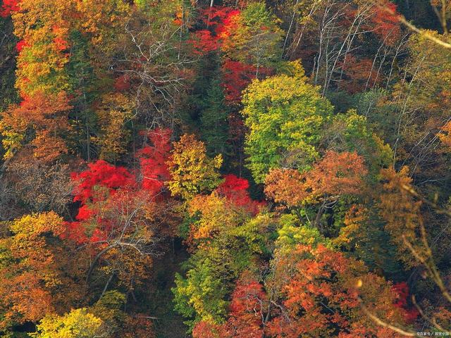 【雄奇山水 冬韵武隆】彩叶织锦·山野层林映画